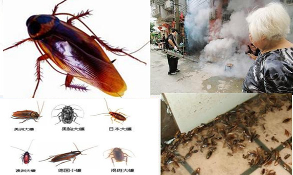 蟑螂的危害及防治方法,惠陽淡水殺蟲公司,淡水滅蟑螂,淡水殺蟲公司
