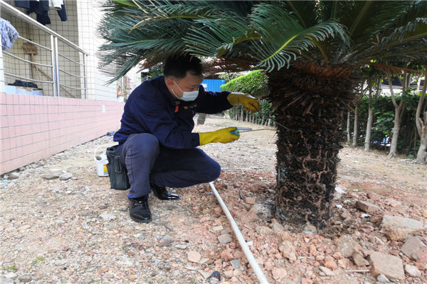 白蟻找巢的方法是這樣的專家教你捉白螞蟻_惠陽區白蟻防治公司