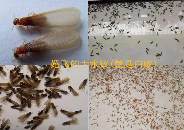 惠州鎮隆白蟻防治-白蟻分飛，就是白蟻群體進行擴散遷移繁衍后代?