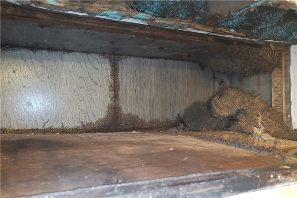惠城白蟻防治公司,惠城滅白蟻中心,家白蟻地下巢的特征及巢常在的位置