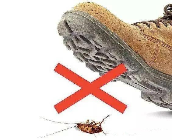 知道為什么蟑螂不能用腳踩嗎？惠州惠陽殺蟲公司丨惠陽淡水工廠除蟲滅鼠